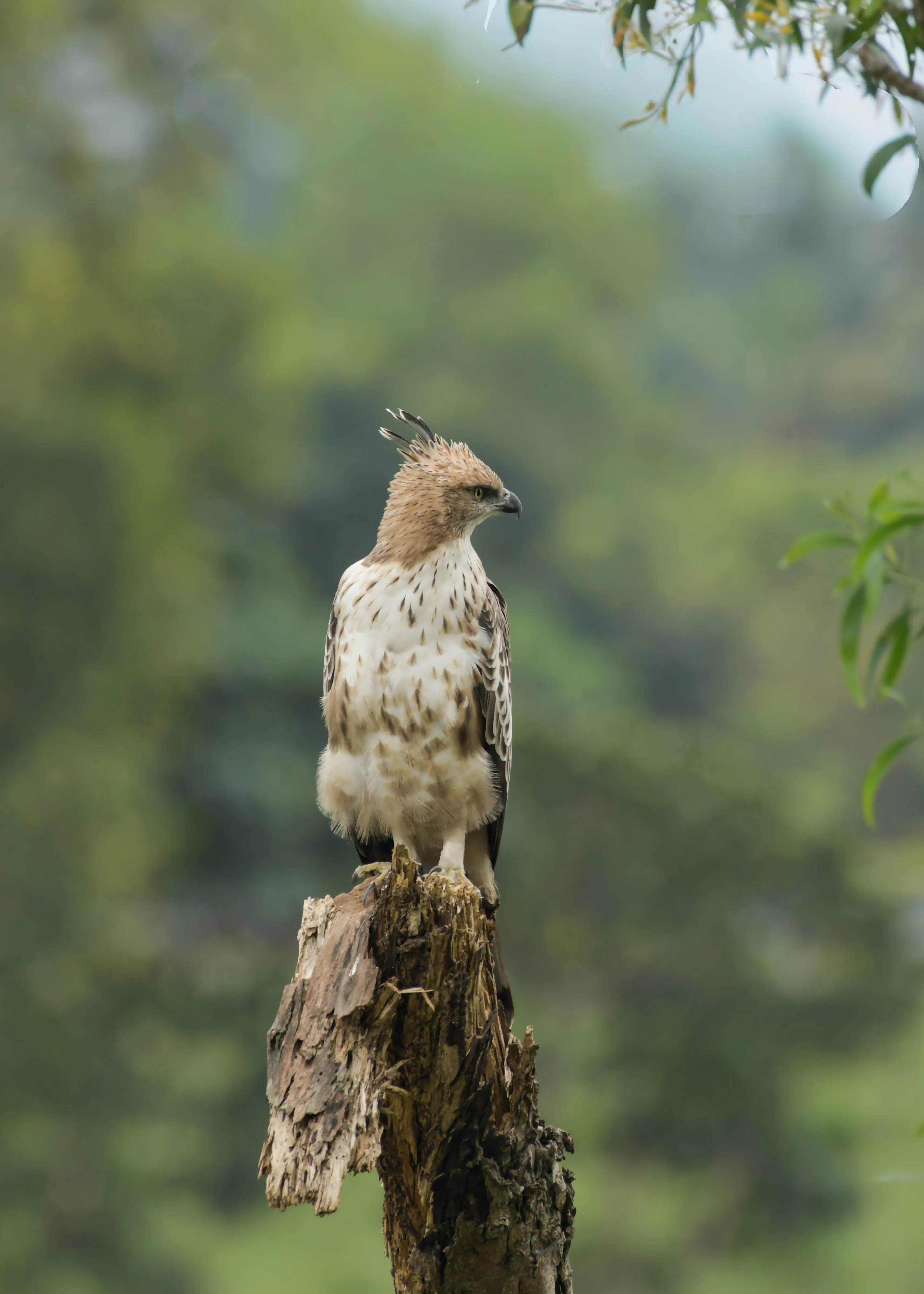Changeable hawk-eagle with crest